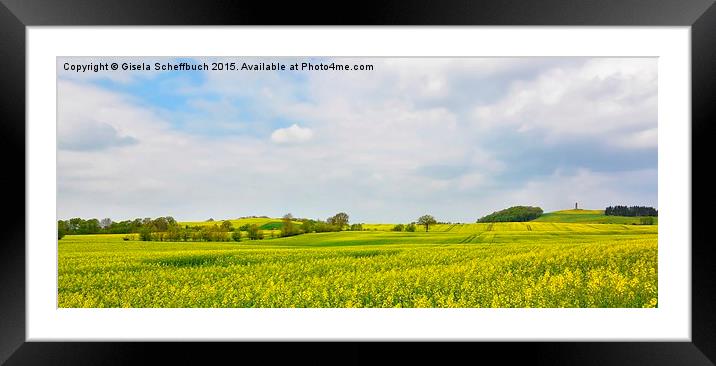  Rape Fields in Northern Germany Framed Mounted Print by Gisela Scheffbuch