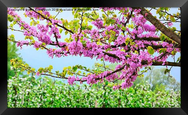 Blossoming Season Framed Print by Gisela Scheffbuch