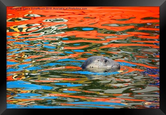  Swimming in Colourful Water Framed Print by Gisela Scheffbuch