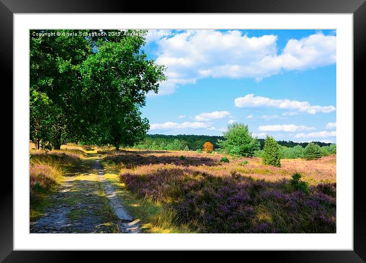 Stroll through the Heather in Bloom Framed Mounted Print by Gisela Scheffbuch