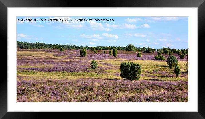 Heather in Bloom  Framed Mounted Print by Gisela Scheffbuch