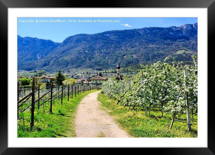 Apple Blossoming Season in South Tyrol             Framed Mounted Print by Gisela Scheffbuch
