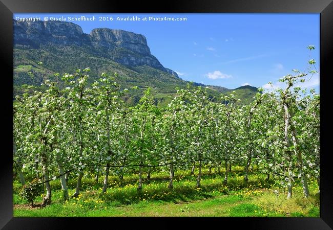 Apple Blossoming Season in South Tyrol  Framed Print by Gisela Scheffbuch