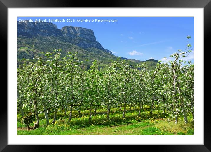 Apple Blossoming Season in South Tyrol  Framed Mounted Print by Gisela Scheffbuch