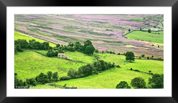 Heather in Bloom Framed Mounted Print by Gisela Scheffbuch