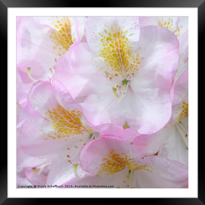 Rhododendron Dream Framed Mounted Print by Gisela Scheffbuch