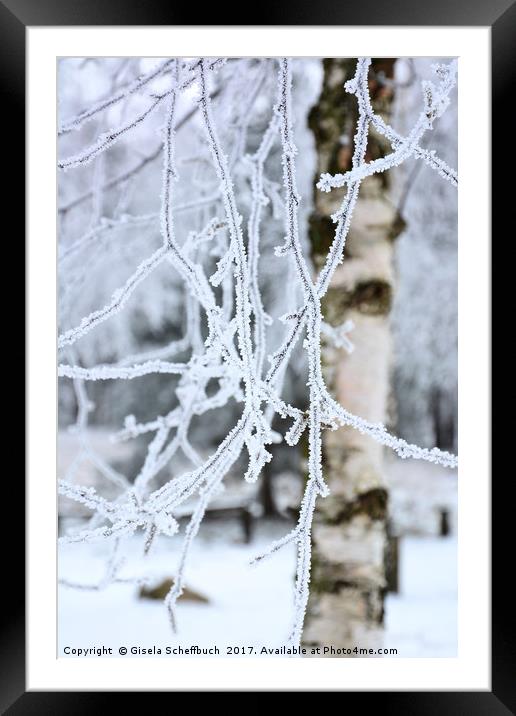 Hoar Frosted Birch Framed Mounted Print by Gisela Scheffbuch
