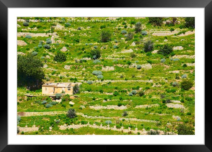   Disused Terraces on Sicily Framed Mounted Print by Gisela Scheffbuch