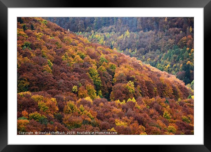Beautiful Autumn Foliage in the Harz Mountains Framed Mounted Print by Gisela Scheffbuch