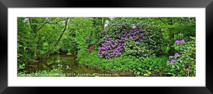 Rhododendron in Bloom Framed Mounted Print by Gisela Scheffbuch
