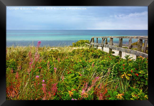 Late Summer on the Baltic Sea Framed Print by Gisela Scheffbuch