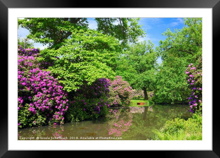 Marvellous Rhododendron Framed Mounted Print by Gisela Scheffbuch