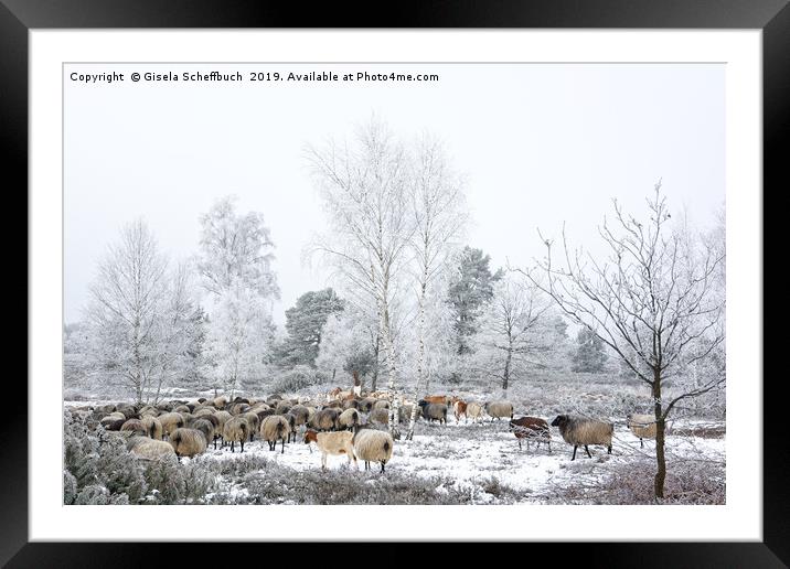 Moorland Sheep on a Cold Winter Day           Framed Mounted Print by Gisela Scheffbuch