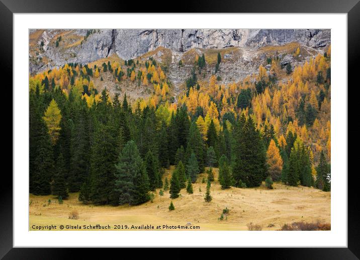 Larches in Autumn Framed Mounted Print by Gisela Scheffbuch