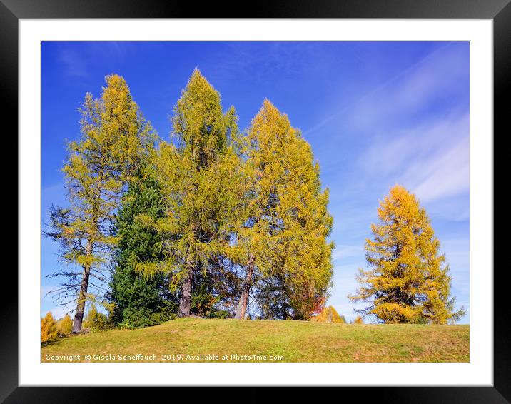 Idyll With Larches Framed Mounted Print by Gisela Scheffbuch