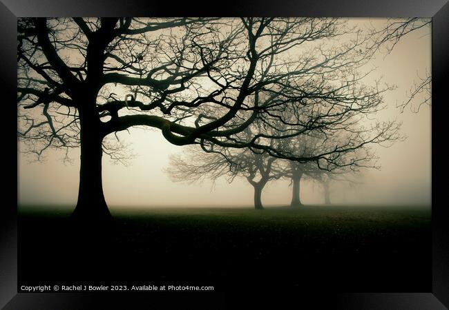 Trees in the Mist Framed Print by Rachel J Bowler