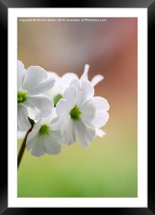 At the Edge of a petal Framed Mounted Print by Rachel J Bowler