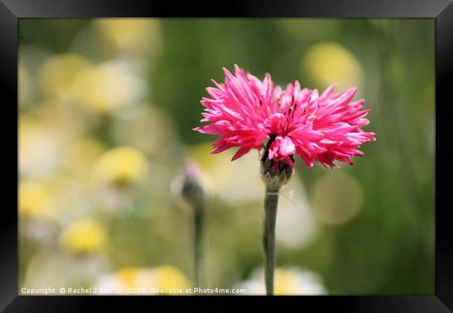 The Beauty of Pink Cornflowers Framed Print by Rachel J Bowler