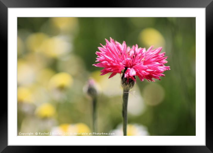 The Beauty of Pink Cornflowers Framed Mounted Print by Rachel J Bowler