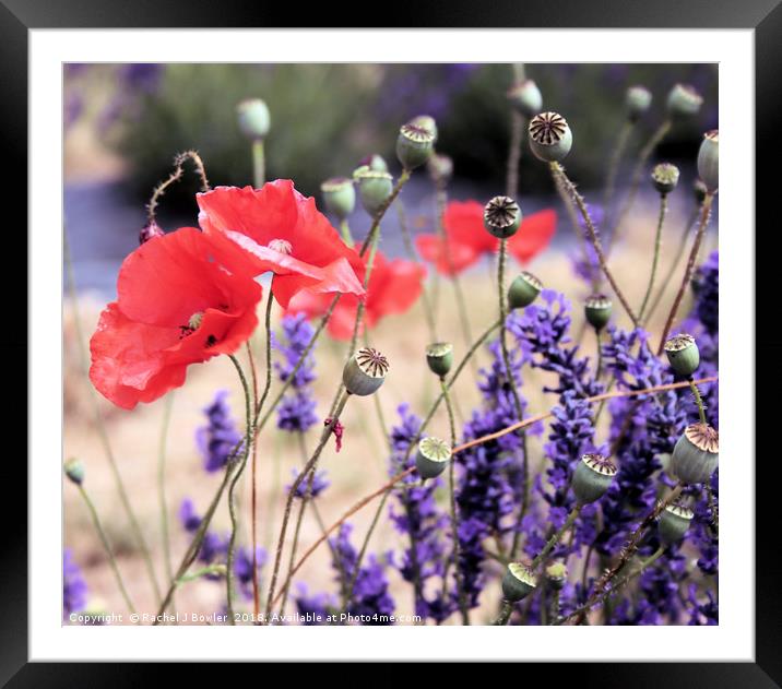Vibrant Poppy and Lavender Fields Framed Mounted Print by RJ Bowler