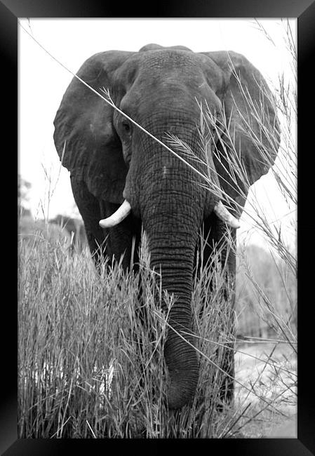 Elephant Head-on Framed Print by Vince Warrington