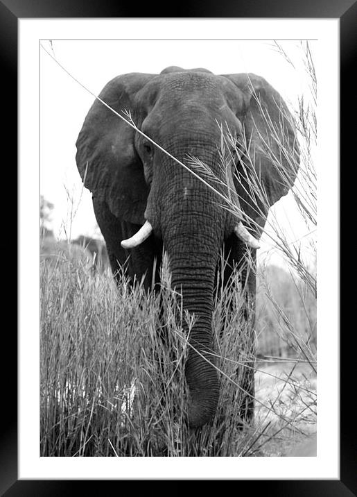 Elephant Head-on Framed Mounted Print by Vince Warrington