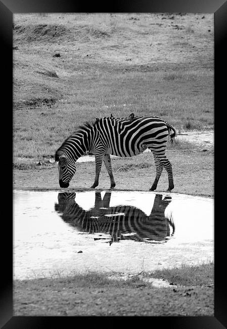 Zebra On Reflection Framed Print by Vince Warrington