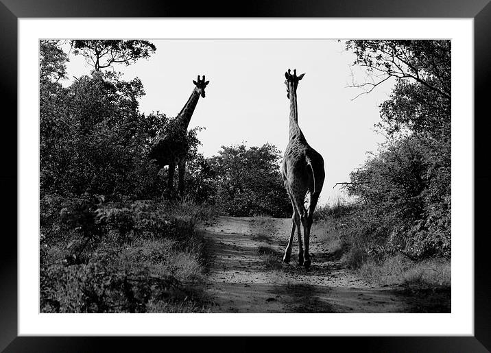 Caution! Giraffe Crossing Framed Mounted Print by Vince Warrington