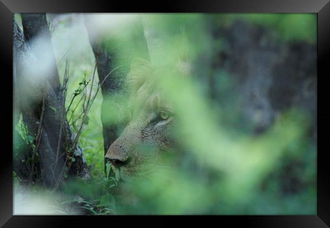 Hiding In The Bush... Framed Print by Vince Warrington