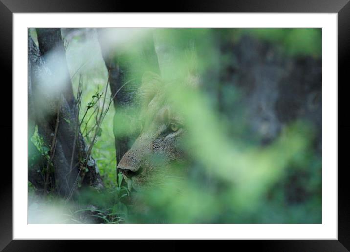 Hiding In The Bush... Framed Mounted Print by Vince Warrington