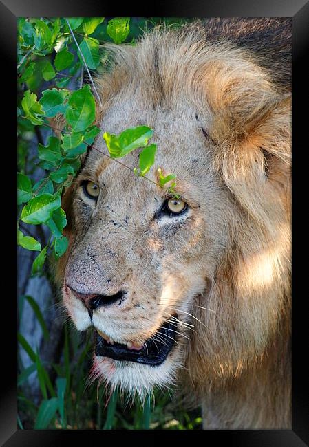 Lion After A Kill Framed Print by Vince Warrington