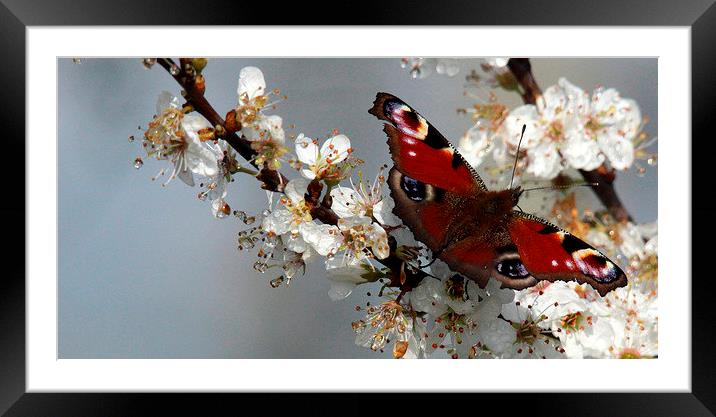 Peacock butterfly Framed Mounted Print by Andy Wickenden