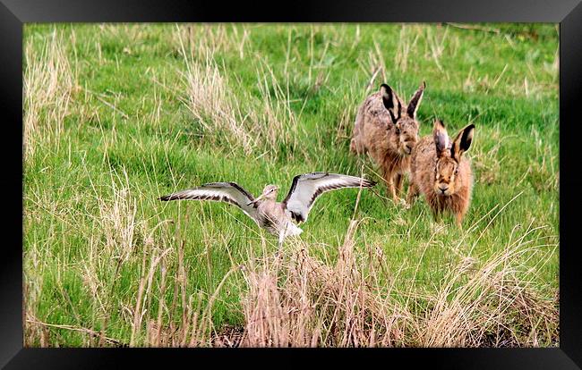 Hares chasing Redshank Framed Print by Andy Wickenden