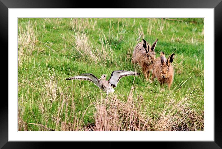 Hares chasing Redshank Framed Mounted Print by Andy Wickenden