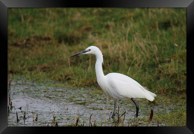 Little Egret Framed Print by Andy Wickenden