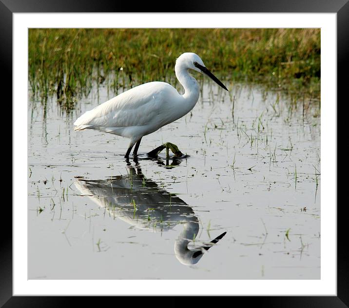 Little Egret Framed Mounted Print by Andy Wickenden