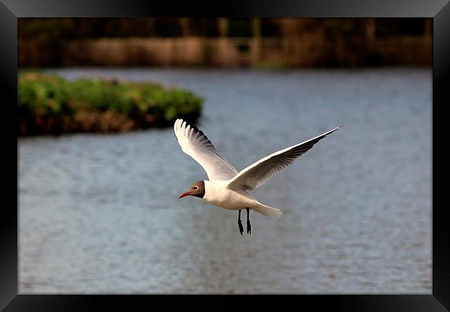 Black headed gull Framed Print by Andy Wickenden