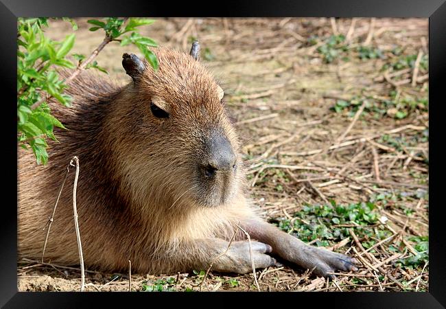 Capybara (Hydrochoerus hydrochaeris) Framed Print by Andy Wickenden