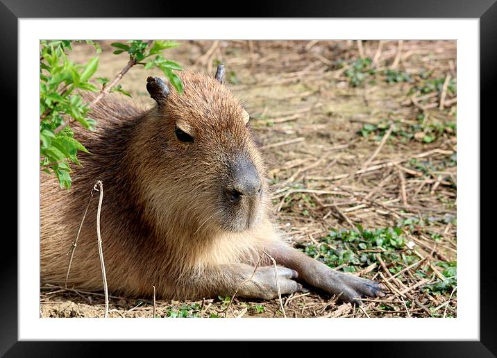 Capybara (Hydrochoerus hydrochaeris) Framed Mounted Print by Andy Wickenden