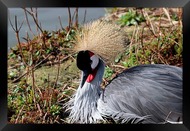 African Crested Crane Framed Print by Andy Wickenden