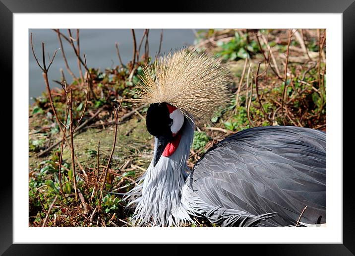 African Crested Crane Framed Mounted Print by Andy Wickenden