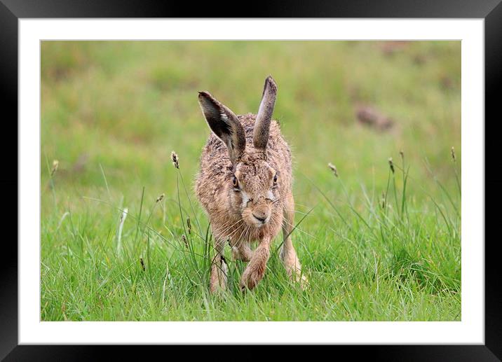 Hare on the marsh Framed Mounted Print by Andy Wickenden