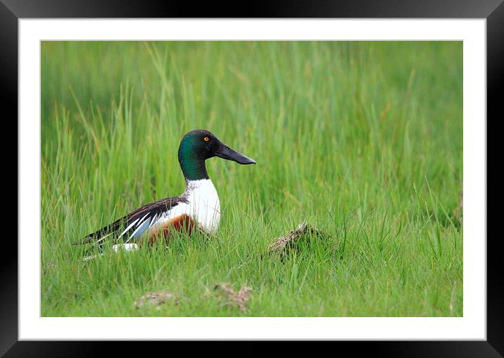 Male Shoveler duck Framed Mounted Print by Andy Wickenden