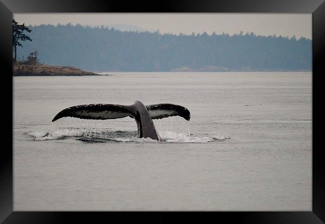 Breath Framed Print by Stephen Ellwood