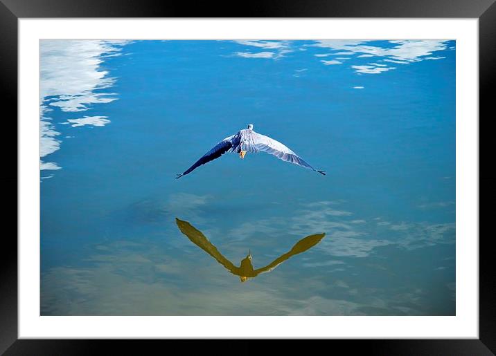 Flap That Framed Mounted Print by Stephen Ellwood