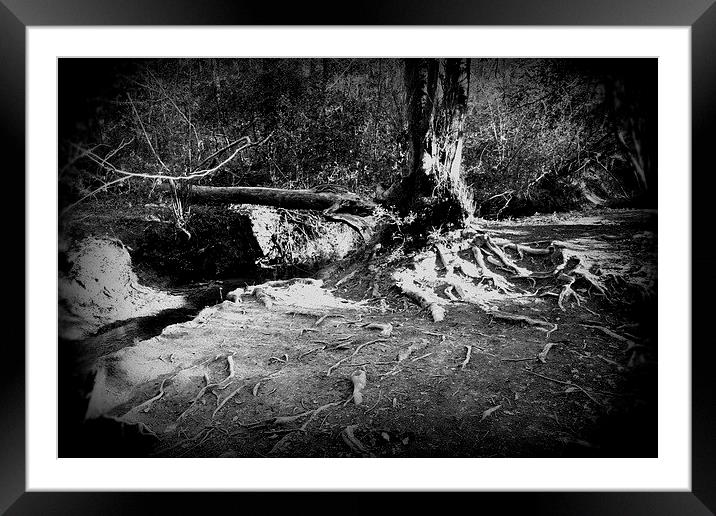 Creeping Roots Framed Mounted Print by carol hynes