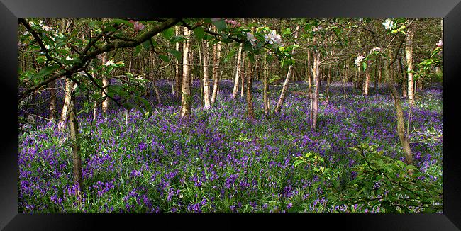 Romantic Woods Framed Print by carol hynes