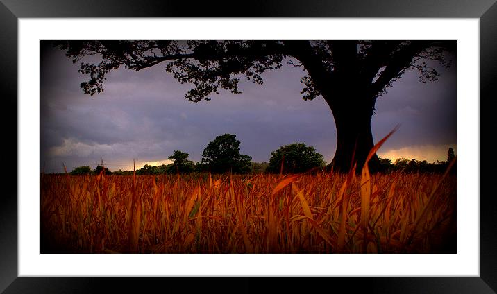 Scorched corn grass under foreboding sky Framed Mounted Print by carol hynes