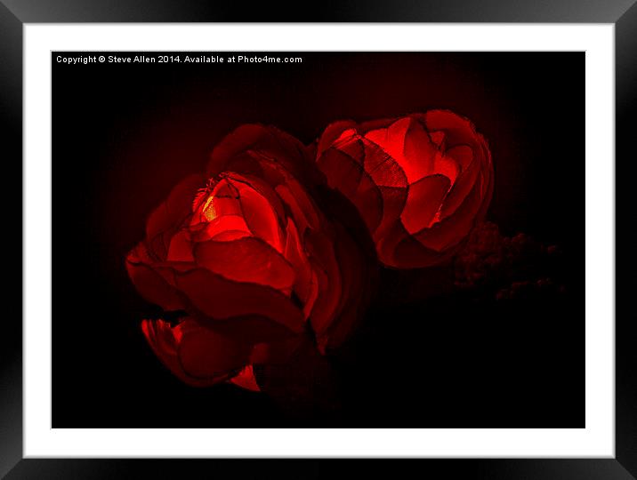 Valentine Roses Framed Mounted Print by Steve Allen