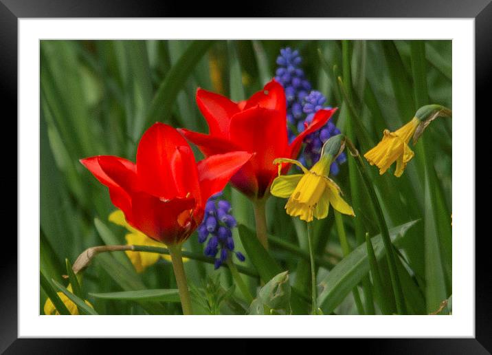 Tulips And Daffodils Framed Mounted Print by Steve Allen